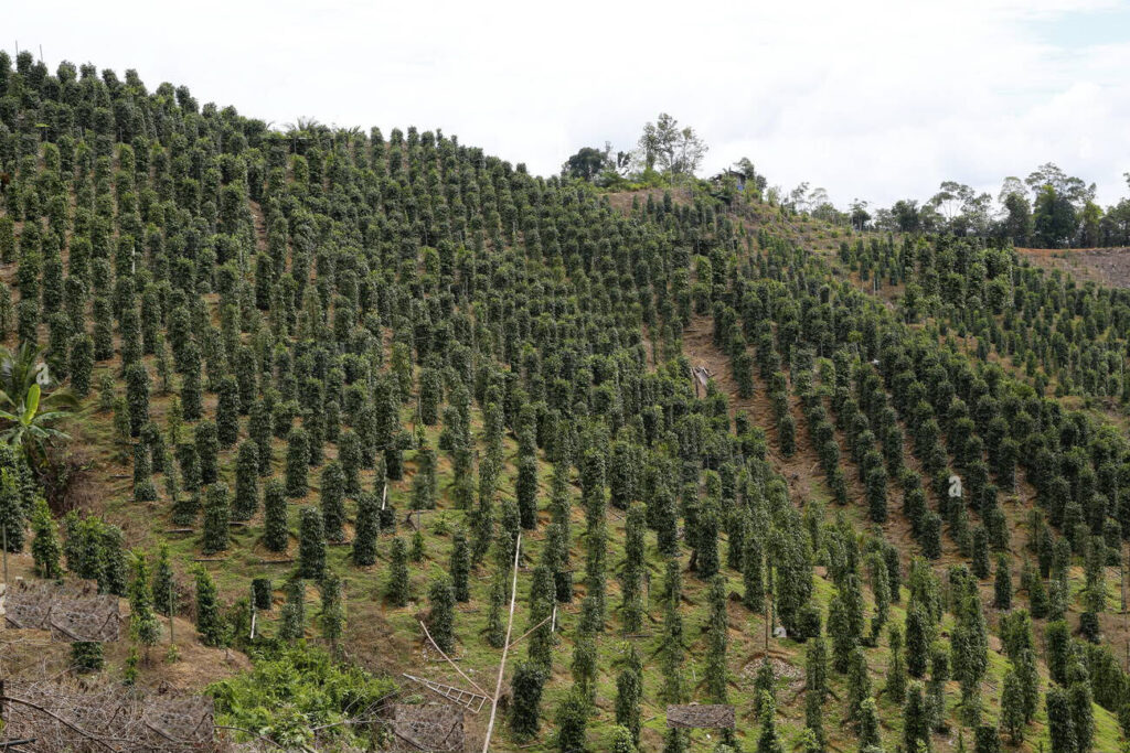 Sarawak Pepper