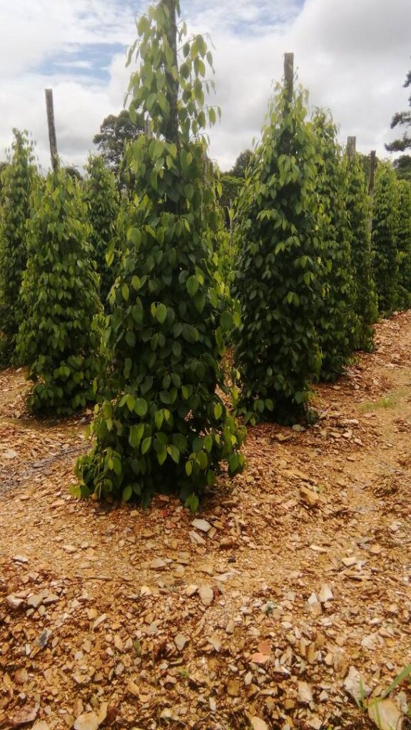 Pepper Tree 1