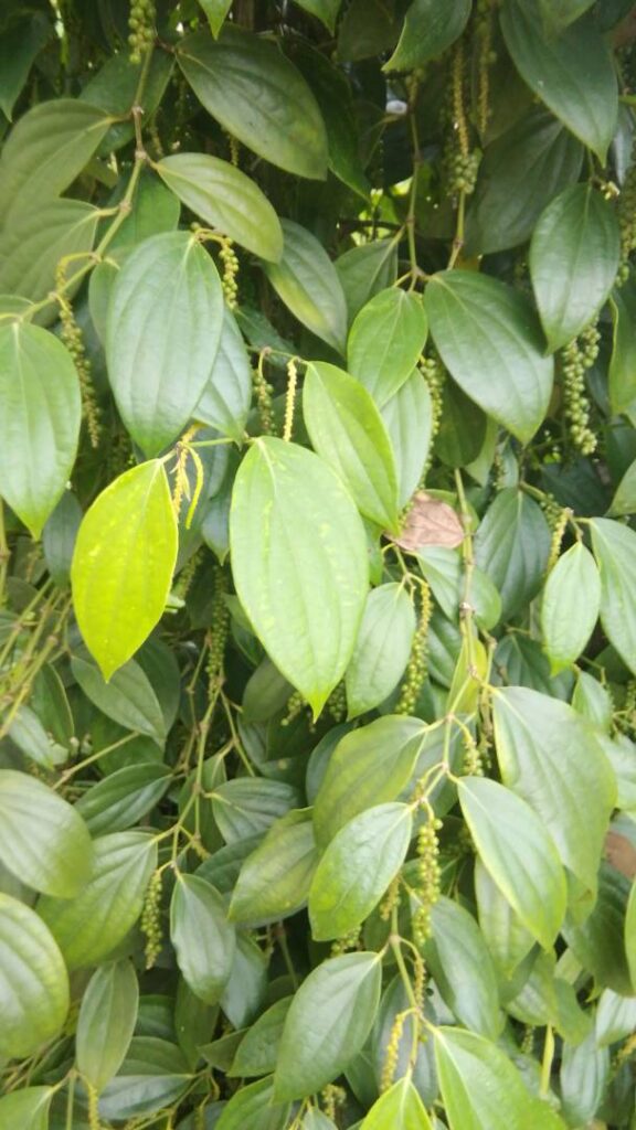 Pepper infant seeds